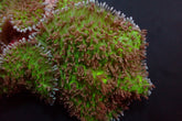 Rhodactis indosinensis (Green)
