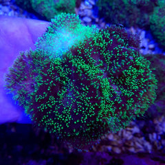 Rhodactis indosinensis (Green)