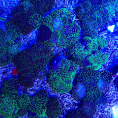 Rhodactis indosinensis (Green) (per ear)