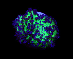 Rhodactis indosinensis (Blue)