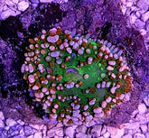 Rhodactis osculifera (Ultra) (per ear)