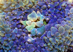 Rhodactis osculifera (Blue) (per ear)