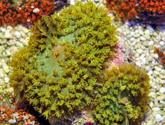 Rhodactis osculifera (Green) (per ear)