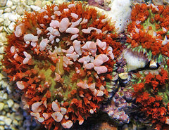 Rhodactis osculifera (Red) (per ear)