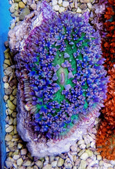 Rhodactis osculifera (Ultra) (1 ear)