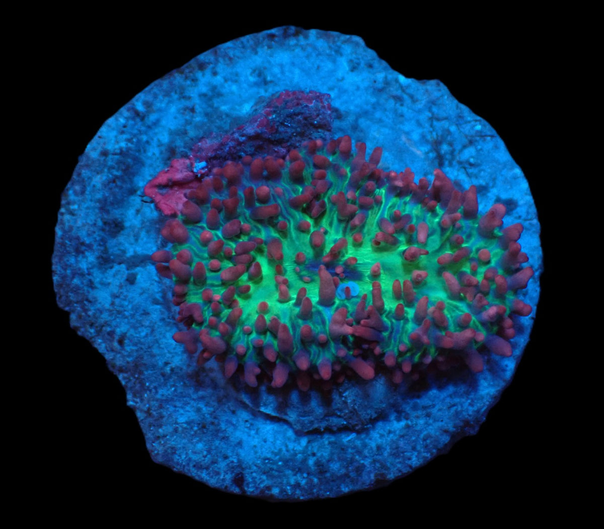 Rhodactis sp. (Pink-Purple Hairy) (Rare) pb 133