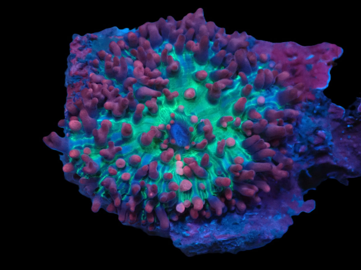 Rhodactis sp. (Pink-Purple Hairy) (Rare) pb 182