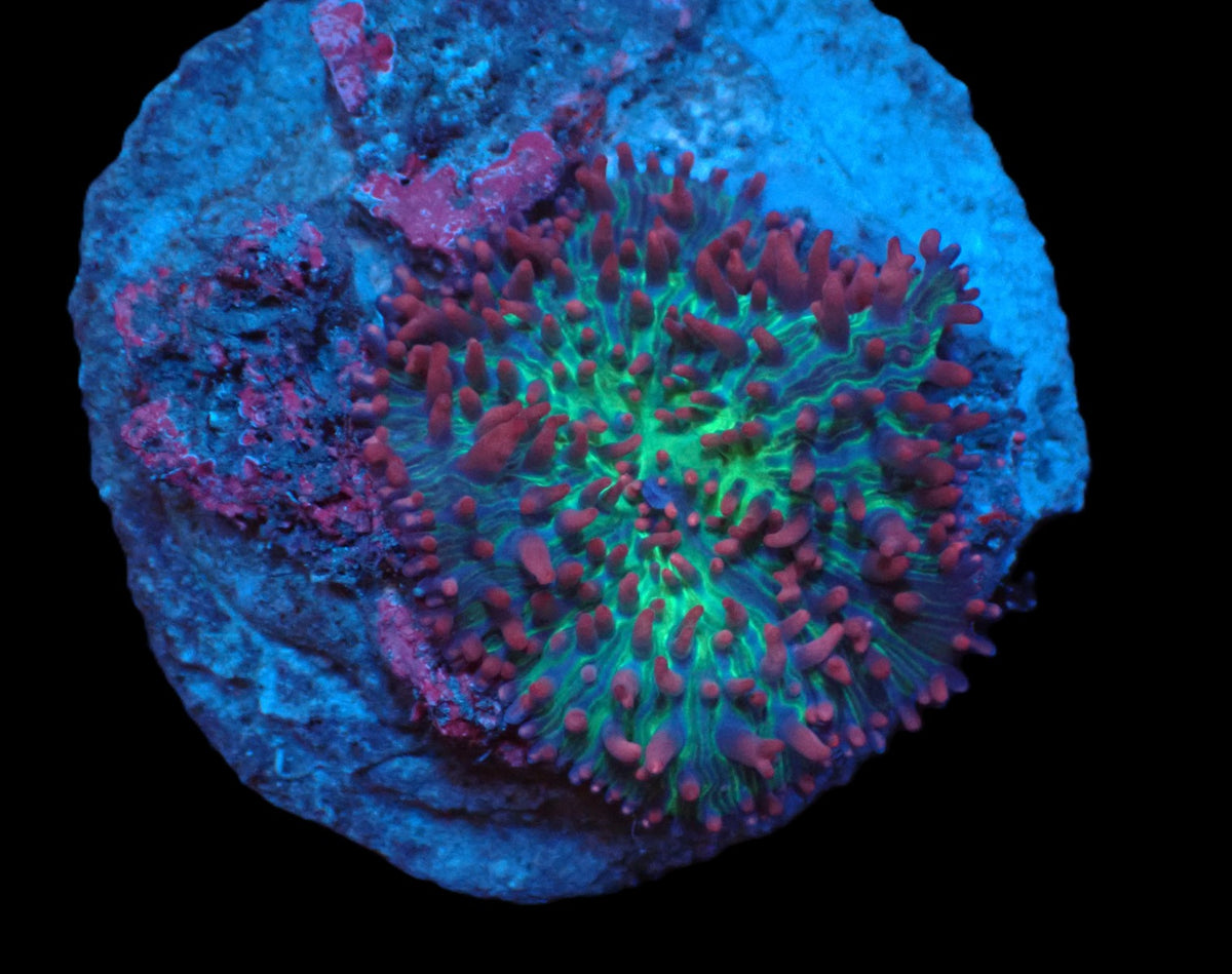 Rhodactis sp. (Pink-Purple Hairy) (Rare) pb 645