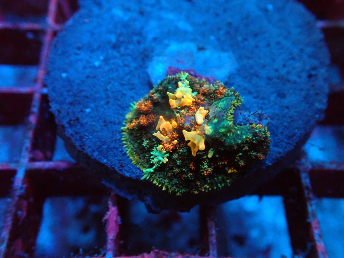 Rhodactis sp. (Special Colored) (Bounced) pb 080