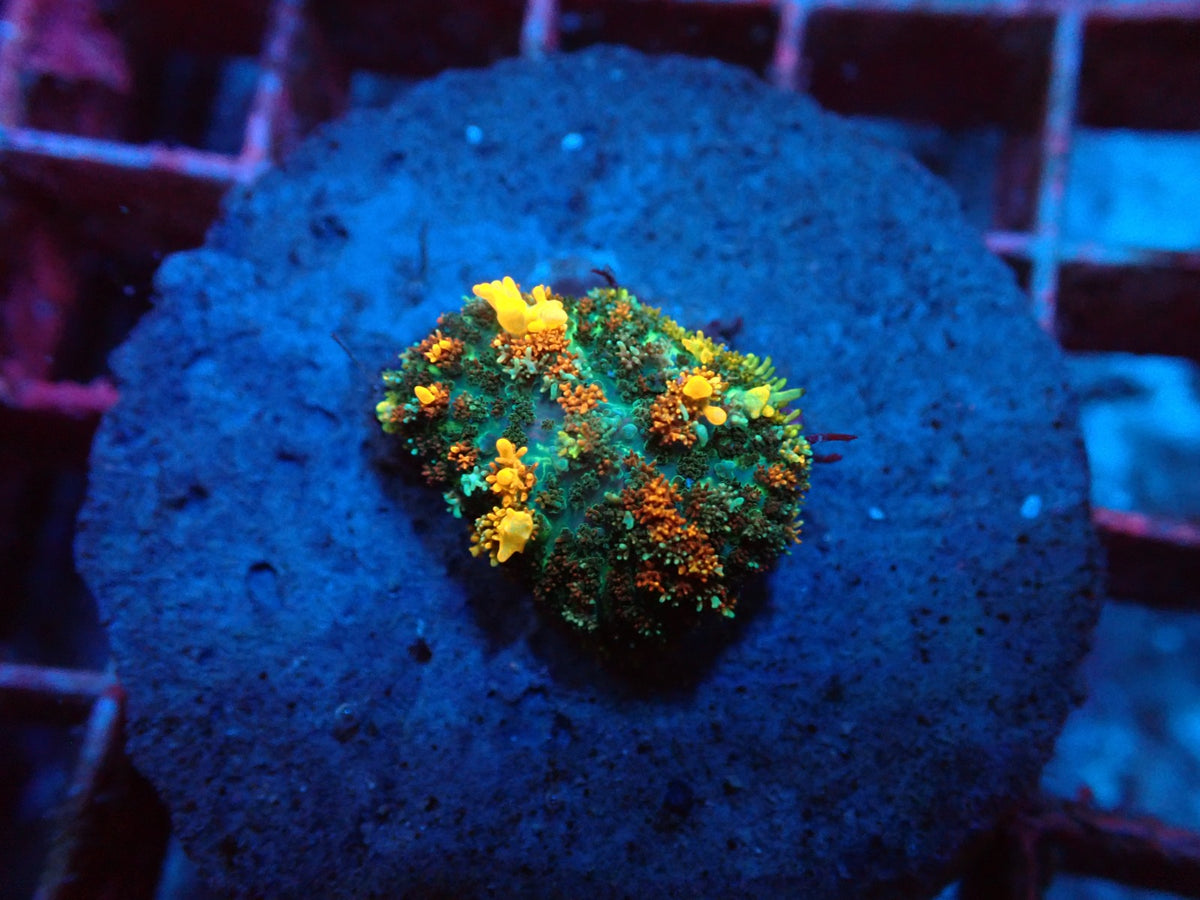 Rhodactis sp. (Special Colored) (Bounced) pb 401