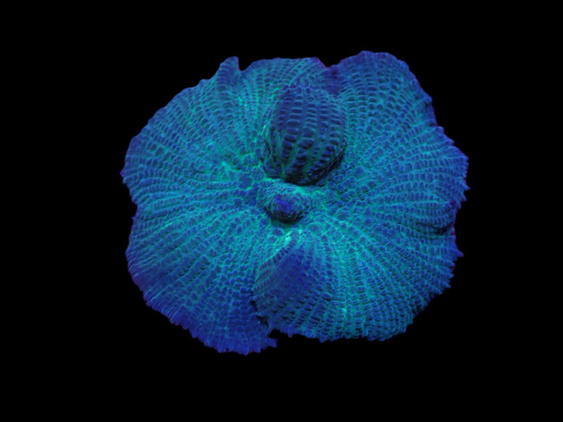 Rhodactis spp. (Blue) (1 ear)
