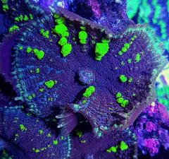 Rhodactis spp. (Bounce Yellow-Green) (per ear)