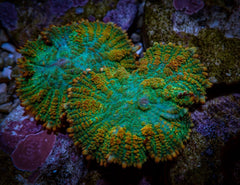 Rhodactis inchoata (Tequila Sunrise) (per ear)