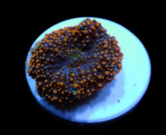 Ricordea yuma (Orange) (1 ear)