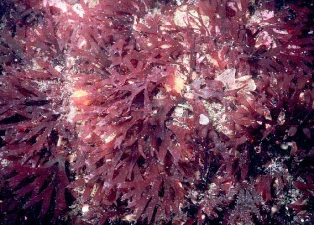 Rhodymenia spp.