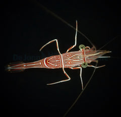 Rhynchocinetes durbanensis