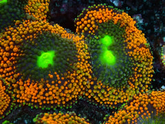 Ricordea florida (Orange-Red) (Grade A)