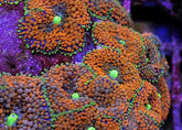 Ricordea florida (Orange-Red) (Grade A)