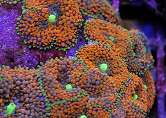 Ricordea florida (Orange-Red) (Grade A)