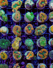 Ricordea florida (Orange-Red)