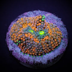 Ricordea florida (Orange-Red) (1 ear)