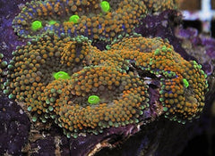 Ricordea florida (Rainbow) (per ear)