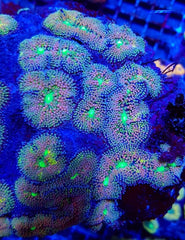 Ricordea florida (Rainbow) (Grade A)