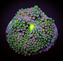 Ricordea florida (Rainbow) (per ear)