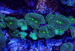 Ricordea florida (Green-Blue) (per ear)