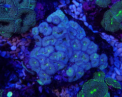 Ricordea florida (Green-Blue) (per ear)
