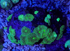 Ricordea florida (Green-Blue) (per ear)