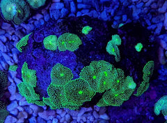Ricordea florida (Green-Blue) (per ear)