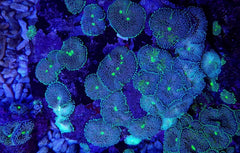 Ricordea florida (Green-Blue) (per ear)