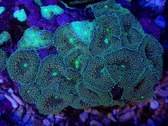 Ricordea florida (Green-Blue) (per ear)