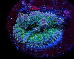 Ricordea yuma (Green) (per ear)