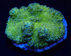 Ricordea yuma (Green) (per ear)