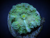 Ricordea yuma (Green) (per ear)