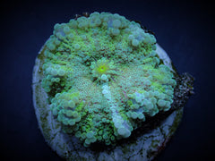 Ricordea yuma (Green) (per ear)