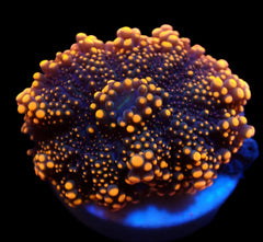 Ricordea yuma (Orange) (1 ear)