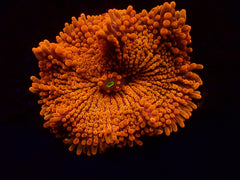 Ricordea yuma (Orange) (Ultra) (1 ear)