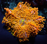 Ricordea yuma (Orange) (Ultra) (per ear)