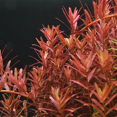 Rotala yao-yai in pot @