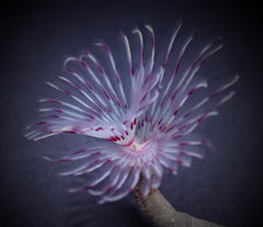 Sabellastarte (Red/White)