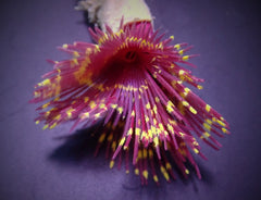 Sabellastarte (Special)