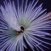 Sabellastarte (White)