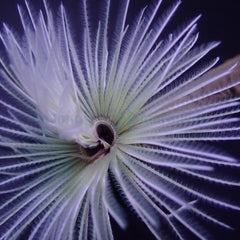 Sabellastarte spp. (White)