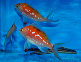 Sacura margaritacae (male)