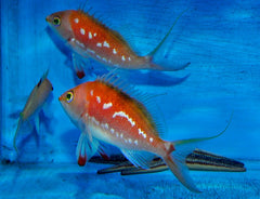 Sacura margaritacae (male)