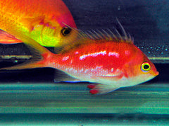 Sacura margaritacae (male)