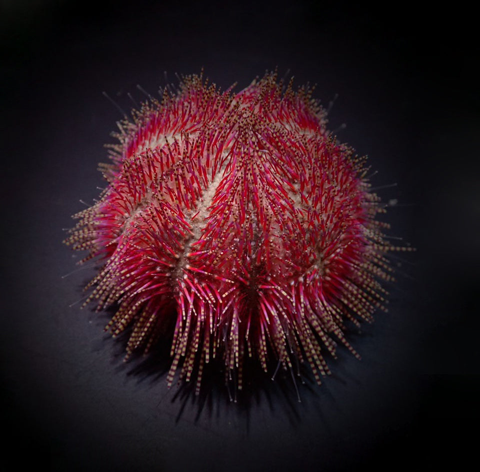Salmacis bicolor